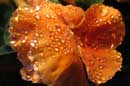 Raindrops on a Pansy - �2006 Lauri A. Kangas