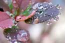 Water Droplets �2006 Lauri A. Kangas
