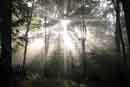 Forest Sun Rays - �2007 Lauri A. Kangas