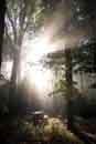 Forest Sun Rays - �2007 Lauri A. Kangas
