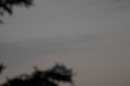 Ultra-thin Moon, June 7, 2005 - �2005 Lauri A. Kangas