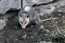 Virginia Opossum - �2006 Lauri A. Kangas