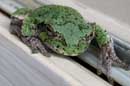 Tetraploid Grey Treefrog - �2005 Lauri A. Kangas