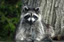 Lounging Raccoon - �2005 Lauri A. Kangas