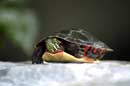 Painted Turtle in the Garden - � 2004 Lauri Kangas