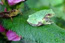 Grasshopper and Tree Frog -  �2006 Lauri A. Kangas