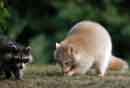 Albino Raccoon - �2007 Lauri A. Kangas
