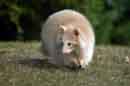 Albino Raccoon - �2007 Lauri A. Kangas