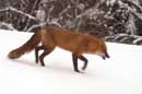 The Red Fox - �2005 Lauri A. Kangas