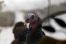 �2007 - Wild Turkeys - �2007 Lauri A. Kangas
