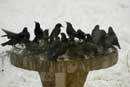 Starlings - �2007 Lauri A. Kangas