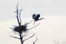 Return to the Heronry - �2007 Lauri A. Kangas
