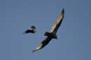 Crow and Turkey Vulture - �2005 Lauri A. Kangas