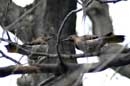 Northern Flickers - �2005 Lauri A. Kangas