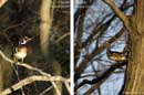 Wood Ducks - �2006 Lauri A. Kangas