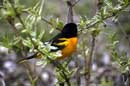 Northern "Baltimore" Oriole - �2005 Lauri A. Kangas