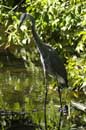 Great Blue Heron - � 2004 Lauri Kangas