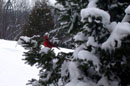 Images of Birds - � Lauri A. Kangas