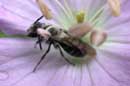 Visitor in a Flower - �2005 - Lauri A. Kangas