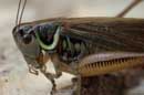 Grasshopper �2005 - Lauri A. Kangas