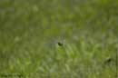 Green Darner in Flight - � 2003 Lauri Kangas