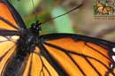 Monarch Butterfly Closeup - �2006 Lauri A. Kangas