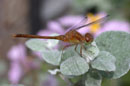 Insect Images - � Lauri A. Kangas