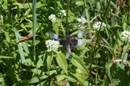 Widow Skimmer - � 2003 Lauri Kangas