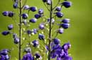 Delphiniums - �2006 Lauri A. Kangas
