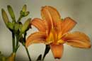 Daylillies - � 2004 Lauri Kangas