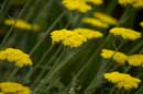 Sea of Yarrow - � 2004 Lauri Kangas