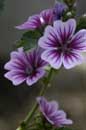 Mallow - � 2004 Lauri Kangas