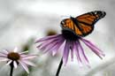 Monarch Butterfly and Coneflowers - �2006 Lauri A. Kangas