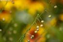 Garden Colours - �2004 Lauri A. Kangas