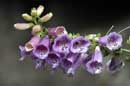 Foxglove - � 2004 Lauri Kangas