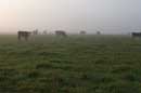Cows in the Mist - � 2004 Lauri Kangas