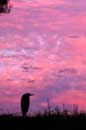 Sunset Visitor- �2006 Lauri A. Kangas