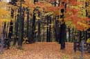 Autumn in Caledon - � 2006 Lauri Kangas