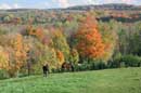 Autumn in Caledon - �2005 Lauri A. Kangas