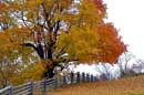 Autumn in Caledon - � 2004 Lauri Kangas