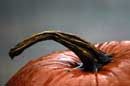 Autumn in Caledon - � 2004 Lauri Kangas