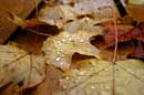 Autumn in Caledon - � 2004 Lauri Kangas