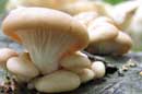 Mushrooms - �2006 Lauri A. Kangas