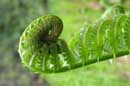 Ferns - �2006Lauri A. Kangas