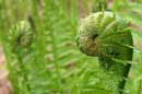 Ferns - �2006Lauri A. Kangas