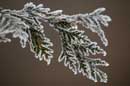 Hoarfrost - � 2005 Lauri Kangas