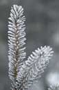 Hoar Frost, February 6, 2005 - � 2005 Lauri Kangas