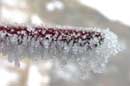 Hoarfrost - � 2005 Lauri Kangas