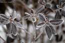 Hoarfrost - � 2005 Lauri Kangas