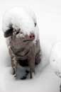 Winter Wonderland, Boxing Day 2005 - �2005 Lauri A. Kangas